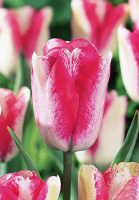Тюльпан триумф Mata Hari (10268)