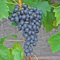 Саженцы винограда Аттика кишмиш 