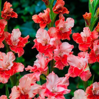 Гладиолус Arcas 3 шт крупноцветковый, De Ree