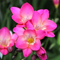 Фрезия Розовая 5 шт, De Ree