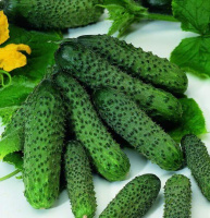 Огурец Пасалимо F1 500 шт партенокарпический, Syngenta