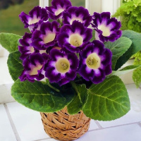 Глоксиния Hollywood, De Ree