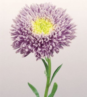 Астра китайская Принцесса Бенари 1000 семян голубая, Benary flowers