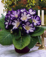 Глоксиния Tigre Blue