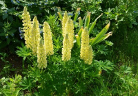 Люпин Фестиваль 0,4 г многолетний желтый, Hем Zaden