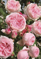 Роза Розаріум Уетерзейн паркова