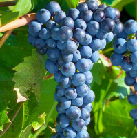 Саженцы винограда Маркетт