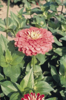 Цинния элегантная Гиганты Бенари 250 семян лилово-розовая, Hем Zaden