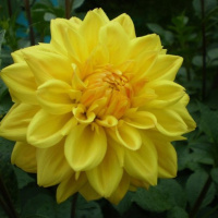 Георгина Golden Emblem высокорослая с гигантским цветком, De Ree