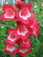 Пенстемон хартвига Арабеске F1 100 семян красный, Syngenta Flowers