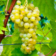 Саженцы винограда Экзальта кишмиш