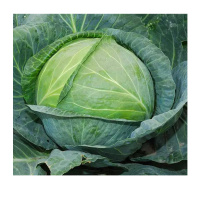 Капуста Атрия F1 2500 семян белокочанная, Seminis