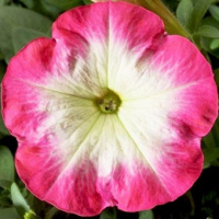 Петуния Ура F1 1000 дражированных семян бело-малиновая, Syngenta Flowers