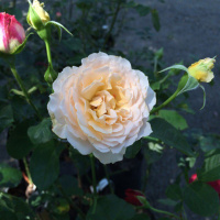 Роза Ескалібур англійська густомахрова