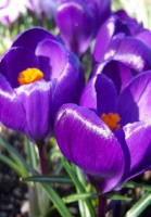 Крокус Flower Record 5 шт крупноцветковый De Ree (10190)