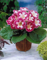 Глоксиния Blanche de Meru, De Ree