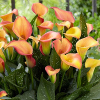 Калла Morning Sun великоквіткова, De Ree