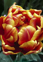 Тюльпан Allegretto 3 шт махровый, De Ree (10247)