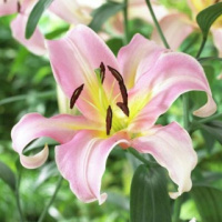 Лилия Urandi ОТ гибрид, De Ree