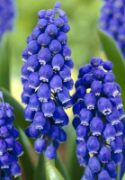 Мушкари Armeniacum (10328)