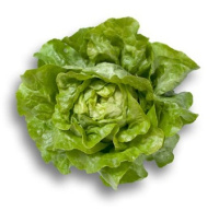 Салат Джиска 1000 дражованого насіння качаний маслянистий, Rijk Zvaan