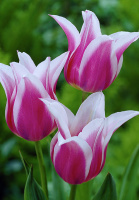Тюльпан Claudia 3 шт лилиевидный ,De Ree (10236)