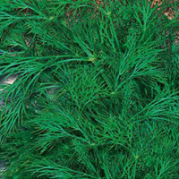 Кріп Геркулес на вагу, Агролінія