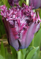 Тюльпан бахромчатый Black Jawel (10213)