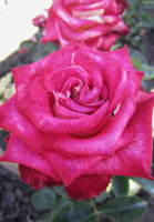 Троянда Дукат чайно-гібридна