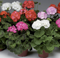 Пеларгония Пинто F1 100 семян смесь, Syngenta