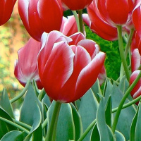 Тюльпан Vampire 3 шт триумф, De Ree 