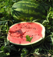 Арбуз Топ Мара F1 1000 семян ранний, United Genetics