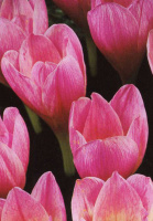 Крокус Zonatus 5 шт крупноцветковый De Ree (10324)