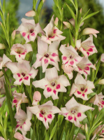 Гладиолус Elvira низкорослый Colvillii (10124), De Ree