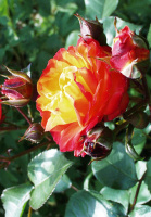 Роза Румба патіо