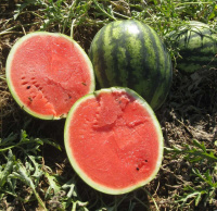 Арбуз Эрли Джитана F1 1000 шт ранний, United Genetics