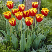 Тюльпан Kees Nellis 3 шт триумф, De Ree (10387)