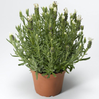 Лаванда французская Кастилиано 100 семян белая, Hем Zaden