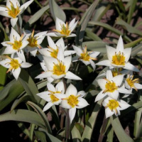 Тюльпан ботанический Turkestanica  (10396)