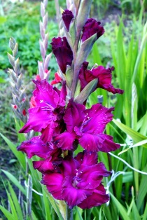 Гладиолус Plumart 3 шт крупноцветковый, De Ree