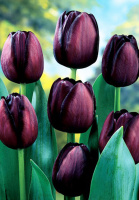 Тюльпан Queen of Night 3 шт триумф, De Ree (10269)