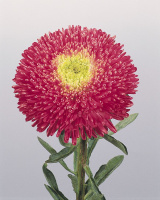 Астра китайская Принцесса Бенари 1000 семян малиновая, Benary flowers