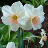 Нарцисс Bellsong 2 шт миниатюрный (10442)