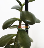 Набор стальных колец для подвязки 50 шт