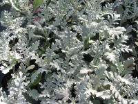 Цинерария приморская Сильверадо 200 дражированных семян, Hem Genetics