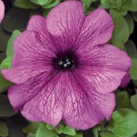 Петуния Браво F1 1000 дражированных семян сливовая, Syngenta Flowers