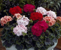 Пеларгония садовая БуллзАй F1100 семян, Syngenta Flowers