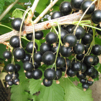 Смородина Скарб чорний ранній