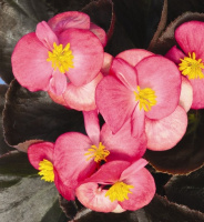 Бегония Бада Бинг F1 1000 дражированных семян малиновая, Syngenta Flowers