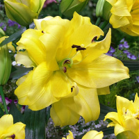 Лилия Exotic Sun ориентальная махровая, De Ree